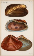 JEAN-CHARLES CHENU (1808&ndash;1879), selection of antique coloured engravings of molluscs and bivalves, from the publication "BIBLIOTH&Egrave;QUE CONCHYLIOLOGIQUE", circa 1845-46, (6 plates), each approximately 21 x 12cm, mounted 35.5 x 30.5cm overall. - 3