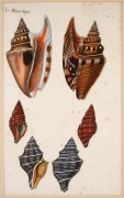 JEAN-CHARLES CHENU (1808&ndash;1879), selection of antique coloured engravings of molluscs and bivalves, from the publication "BIBLIOTH&Egrave;QUE CONCHYLIOLOGIQUE", circa 1845-46, (6 plates), each approximately 21 x 12cm, mounted 35.5 x 30.5cm overall. - 4