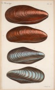 JEAN-CHARLES CHENU (1808&ndash;1879), selection of antique coloured engravings of molluscs and bivalves, from the publication "BIBLIOTH&Egrave;QUE CONCHYLIOLOGIQUE", circa 1845-46, (6 plates), each approximately 21 x 12cm, mounted 35.5 x 30.5cm overall. - 5