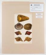 JEAN-CHARLES CHENU (1808&ndash;1879), selection of antique coloured engravings of molluscs and bivalves, from the publication "BIBLIOTH&Egrave;QUE CONCHYLIOLOGIQUE", circa 1845-46, (6 plates), each approximately 21 x 12cm, mounted 35.5 x 30.5cm overall. - 6
