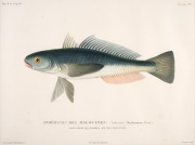 FISH & MARINE LIFE group of antique coloured engravings, from the zooalogical atlas "VOYAGE DE LA COQUILLE", circa 1826, (9 plates), each approximately 32 x 23cm, mounted 48 x 38cm overall.
