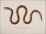 FISH & MARINE LIFE group of antique coloured engravings, from the zooalogical atlas "VOYAGE DE LA COQUILLE", circa 1826, (9 plates), each approximately 32 x 23cm, mounted 48 x 38cm overall. - 2