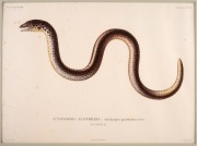 FISH & MARINE LIFE group of antique coloured engravings, from the zooalogical atlas "VOYAGE DE LA COQUILLE", circa 1826, (9 plates), each approximately 32 x 23cm, mounted 48 x 38cm overall. - 3