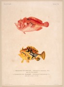 FISH & MARINE LIFE group of antique coloured engravings, from the zooalogical atlas "VOYAGE DE LA COQUILLE", circa 1826, (9 plates), each approximately 32 x 23cm, mounted 48 x 38cm overall. - 4