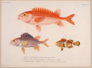 FISH & MARINE LIFE group of antique coloured engravings, from the zooalogical atlas "VOYAGE DE LA COQUILLE", circa 1826, (9 plates), each approximately 32 x 23cm, mounted 48 x 38cm overall. - 5