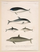 FISH & MARINE LIFE group of antique coloured engravings, from the zooalogical atlas "VOYAGE DE LA COQUILLE", circa 1826, (9 plates), each approximately 32 x 23cm, mounted 48 x 38cm overall. - 6