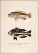 FISH & MARINE LIFE group of antique coloured engravings, from the zooalogical atlas "VOYAGE DE LA COQUILLE", circa 1826, (9 plates), each approximately 32 x 23cm, mounted 48 x 38cm overall. - 7