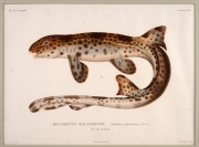 FISH & MARINE LIFE group of antique coloured engravings, from the zooalogical atlas "VOYAGE DE LA COQUILLE", circa 1826, (9 plates), each approximately 32 x 23cm, mounted 48 x 38cm overall. - 8