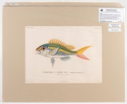 FISH & MARINE LIFE group of antique coloured engravings, from the zooalogical atlas "VOYAGE DE LA COQUILLE", circa 1826, (9 plates), each approximately 32 x 23cm, mounted 48 x 38cm overall. - 9