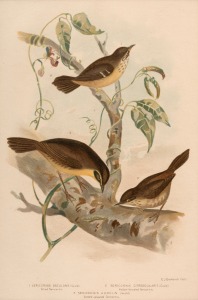 GRACIUS JOSEPH BROINOWSKI (1837-1913), selection of antique coloured lithographs, from the publication "BIRDS OF AUSTRALIA", circa 1890, (25 plates), including many examples with descriptive pages verso, each approximately 33 x 22cm, mounted 48.5 x 37.5cm overall.