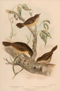 GRACIUS JOSEPH BROINOWSKI (1837-1913), selection of antique coloured lithographs, from the publication "BIRDS OF AUSTRALIA", circa 1890, (25 plates), including many examples with descriptive pages verso, each approximately 33 x 22cm, mounted 48.5 x 37.5cm