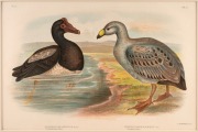 GRACIUS JOSEPH BROINOWSKI (1837-1913), selection of antique coloured lithographs, from the publication "BIRDS OF AUSTRALIA", circa 1890, (25 plates), including many examples with descriptive pages verso, each approximately 33 x 22cm, mounted 48.5 x 37.5cm - 2
