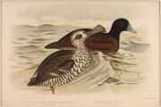 GRACIUS JOSEPH BROINOWSKI (1837-1913), selection of antique coloured lithographs, from the publication "BIRDS OF AUSTRALIA", circa 1890, (25 plates), including many examples with descriptive pages verso, each approximately 33 x 22cm, mounted 48.5 x 37.5cm - 3