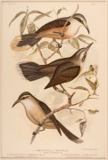 GRACIUS JOSEPH BROINOWSKI (1837-1913), selection of antique coloured lithographs, from the publication "BIRDS OF AUSTRALIA", circa 1890, (25 plates), including many examples with descriptive pages verso, each approximately 33 x 22cm, mounted 48.5 x 37.5cm - 4