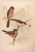 GRACIUS JOSEPH BROINOWSKI (1837-1913), selection of antique coloured lithographs, from the publication "BIRDS OF AUSTRALIA", circa 1890, (25 plates), including many examples with descriptive pages verso, each approximately 33 x 22cm, mounted 48.5 x 37.5cm - 5