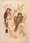 GRACIUS JOSEPH BROINOWSKI (1837-1913), selection of antique coloured lithographs, from the publication "BIRDS OF AUSTRALIA", circa 1890, (25 plates), including many examples with descriptive pages verso, each approximately 33 x 22cm, mounted 48.5 x 37.5cm - 6