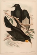 GRACIUS JOSEPH BROINOWSKI (1837-1913), selection of antique coloured lithographs, from the publication "BIRDS OF AUSTRALIA", circa 1890, (25 plates), including many examples with descriptive pages verso, each approximately 33 x 22cm, mounted 48.5 x 37.5cm - 7