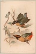 GRACIUS JOSEPH BROINOWSKI (1837-1913), selection of antique coloured lithographs, from the publication "BIRDS OF AUSTRALIA", circa 1890, (25 plates), including many examples with descriptive pages verso, each approximately 33 x 22cm, mounted 48.5 x 37.5cm - 8