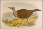 GRACIUS JOSEPH BROINOWSKI (1837-1913), selection of antique coloured lithographs, from the publication "BIRDS OF AUSTRALIA", circa 1890, (25 plates), including many examples with descriptive pages verso, each approximately 33 x 22cm, mounted 48.5 x 37.5cm - 9