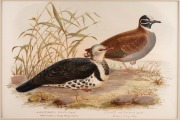 GRACIUS JOSEPH BROINOWSKI (1837-1913), selection of antique coloured lithographs, from the publication "BIRDS OF AUSTRALIA", circa 1890, (25 plates), including many examples with descriptive pages verso, each approximately 33 x 22cm, mounted 48.5 x 37.5cm - 10