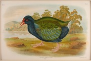 GRACIUS JOSEPH BROINOWSKI (1837-1913), selection of antique coloured lithographs, from the publication "BIRDS OF AUSTRALIA", circa 1890, (25 plates), including many examples with descriptive pages verso, each approximately 33 x 22cm, mounted 48.5 x 37.5cm - 11