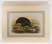 GRACIUS JOSEPH BROINOWSKI (1837-1913), selection of antique coloured lithographs, from the publication "BIRDS OF AUSTRALIA", circa 1890, (25 plates), including many examples with descriptive pages verso, each approximately 33 x 22cm, mounted 48.5 x 37.5cm - 12