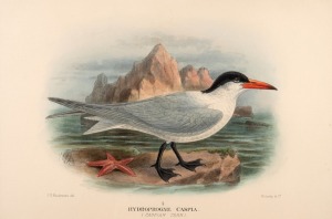 GREGORY MACALISTER MATHEWS, antique ornithological colour lithographs, from the publication "THE BIRDS OF AUSTRALIA" circa 1910-1927, with descriptive pages affixed verso, (20 plates), mounted 22 x 33cm each, 38 x 48.5cm each overall.
