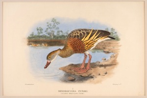 GREGORY MACALISTER MATHEWS, antique ornithological colour lithographs, from the publication "THE BIRDS OF AUSTRALIA" circa 1910-1927,with descriptive pages affixed verso, (20 plates), mounted 22 x 33cm each, 38 x 48.5cm each overall.