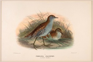 Assorted group of antique hand-coloured ornithological engravings and lithographs, various sizes and publications, 19th century, (15 items), the largest 30 x 38cm, mounted 51 x 68cm overall.