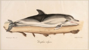 FISH & MARINE MAMMALS group of antique hand-coloured engravings and lithographs, from various publications, circa 1830-1870, (8 items), the largest 34 x 25cm, mounted 57 x 44cm overall.