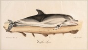 FISH & MARINE MAMMALS group of antique hand-coloured engravings and lithographs, from various publications, circa 1830-1870, (8 items), the largest 34 x 25cm, mounted 57 x 44cm overall.