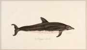 FISH & MARINE MAMMALS group of antique hand-coloured engravings and lithographs, from various publications, circa 1830-1870, (8 items), the largest 34 x 25cm, mounted 57 x 44cm overall. - 2