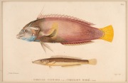 FISH & MARINE MAMMALS group of antique hand-coloured engravings and lithographs, from various publications, circa 1830-1870, (8 items), the largest 34 x 25cm, mounted 57 x 44cm overall. - 3