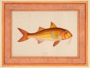 FISH & MARINE MAMMALS group of antique hand-coloured engravings and lithographs, from various publications, circa 1830-1870, (8 items), the largest 34 x 25cm, mounted 57 x 44cm overall. - 4