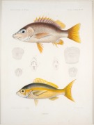 FISH & MARINE MAMMALS group of antique hand-coloured engravings and lithographs, from various publications, circa 1830-1870, (8 items), the largest 34 x 25cm, mounted 57 x 44cm overall. - 5