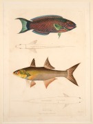 FISH & MARINE MAMMALS group of antique hand-coloured engravings and lithographs, from various publications, circa 1830-1870, (8 items), the largest 34 x 25cm, mounted 57 x 44cm overall. - 6
