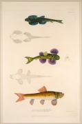 FISH & MARINE MAMMALS group of antique hand-coloured engravings and lithographs, from various publications, circa 1830-1870, (8 items), the largest 34 x 25cm, mounted 57 x 44cm overall. - 7