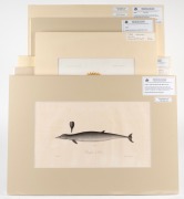 FISH & MARINE MAMMALS group of antique hand-coloured engravings and lithographs, from various publications, circa 1830-1870, (8 items), the largest 34 x 25cm, mounted 57 x 44cm overall. - 8