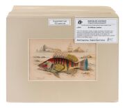 SIR WILLIAM JARDINE (7th Baronet of Applegarth was a Scottish naturalist), group of hand-coloured steel engravings focusing on fish, from "THE NATURALIST'S LIBRARY" which was hugely successful encyclopaedia of the natural world published in 1841, (26 plat