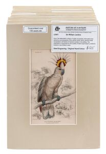 SIR WILLIAM JARDINE (7th Baronet of Applegarth was a Scottish naturalist), group of hand-coloured steel engravings focusing on parrots and birds, from "THE NATURALIST'S LIBRARY" which was hugely successful encyclopaedia of the natural world published in 1841, (26 plates), mounted mainly 16 x 9.5cm each, 26 x 19.5cm overall.