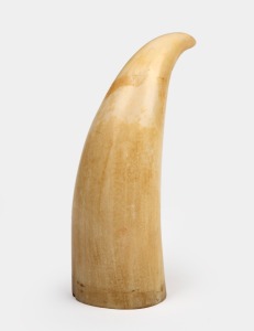 An antique sperm whale tooth with hand-polished finish, 19th century, ​​​​​​​12cm high.
