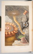 PHILIP HENRY GOSSE, "A History of the British Sea-Anemones and Corals with Coloured Figures of the Species and Principal Varieties" [London, Van Voorst, 1860], 362pp., many coloured plates; original green cloth boards with gilt design to cover and spine; - 2