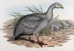 Two original plates from John Gould's "Birds of Australia": "Diomedea Fuliginosa" (Sooty Albatross) and "Cereopsis Novae-Hollandae" (Cereopsis Goose); individually mounted, together with their original descriptive pages. Overall 51 x 67.5cm (incl. mount boards). (2).