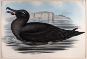 Two original plates from John Gould's "Birds of Australia": "Diomedea Fuliginosa" (Sooty Albatross) and "Cereopsis Novae-Hollandae" (Cereopsis Goose); individually mounted, together with their original descriptive pages. Overall 51 x 67.5cm (incl. mount b - 2