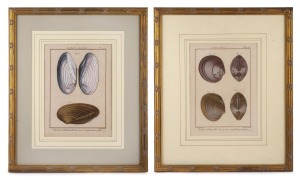HENRI-JOSEPH REDOUTÉ (1766-1852), two antique hand-coloured copper plate bivalve engravings, from the 18th century French publication "Tableau Encyclopédique Et Méthodique", sight size 27 x 20cm, framed & glazed 48 x 40cm overall.