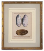 HENRI-JOSEPH REDOUT&Eacute; (1766-1852), two antique hand-coloured copper plate bivalve engravings, from the 18th century French publication "Tableau Encyclop&eacute;dique Et M&eacute;thodique", sight size 27 x 20cm, framed & glazed 48 x 40cm overall. - 2