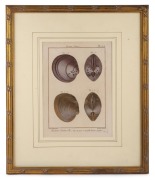 HENRI-JOSEPH REDOUT&Eacute; (1766-1852), two antique hand-coloured copper plate bivalve engravings, from the 18th century French publication "Tableau Encyclop&eacute;dique Et M&eacute;thodique", sight size 27 x 20cm, framed & glazed 48 x 40cm overall. - 3