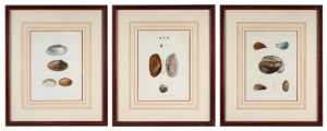 "ZOOLOGY OF NEW YORK", set of three coloured lithographic prints of shells, circa 1845, sight size 27 x 20cm, framed & glazed 47 x 40cm overall.