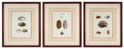 "ZOOLOGY OF NEW YORK", set of three coloured lithographic prints of shells, circa 1845, sight size 27 x 20cm, framed & glazed 47 x 40cm overall.