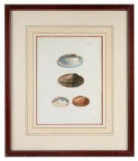 "ZOOLOGY OF NEW YORK", set of three coloured lithographic prints of shells, circa 1845, sight size 27 x 20cm, framed & glazed 47 x 40cm overall. - 2